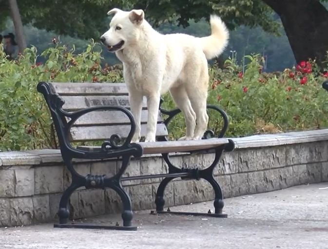 Köpeği denize atanlara tepki gösterince darbedildi 