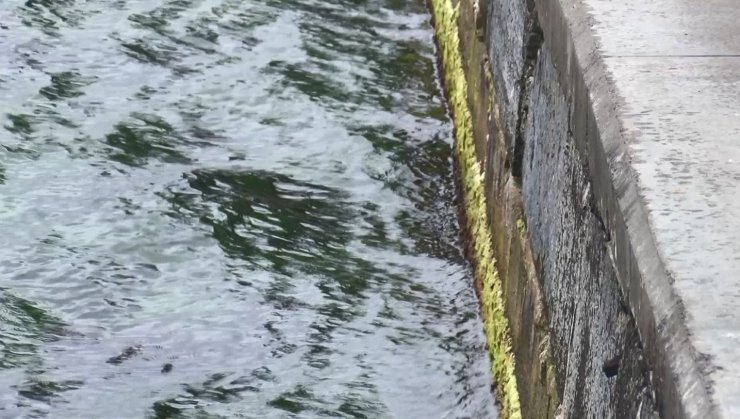 Köpeği denize atanlara tepki gösterince darbedildi 