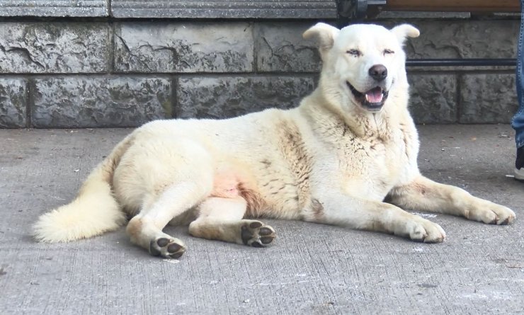 Köpeği denize atanlara tepki gösterince darbedildi 