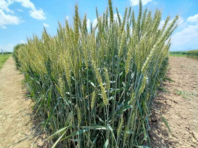 Tahıl ambarı Konya, tohum üretim merkezi oldu