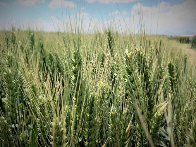 Tahıl ambarı Konya, tohum üretim merkezi oldu