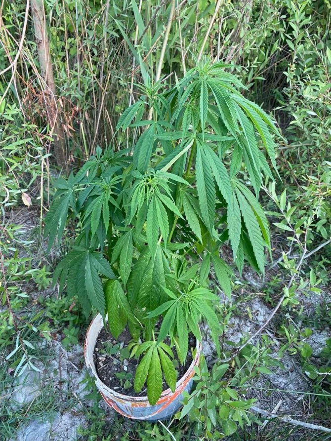 Tarlasının kenarına kenevir ekti