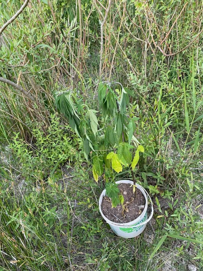 Tarlasının kenarına kenevir ekti