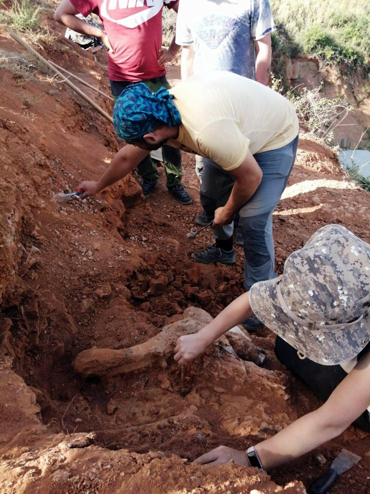 8 milyon yıllık fosiller bulundu