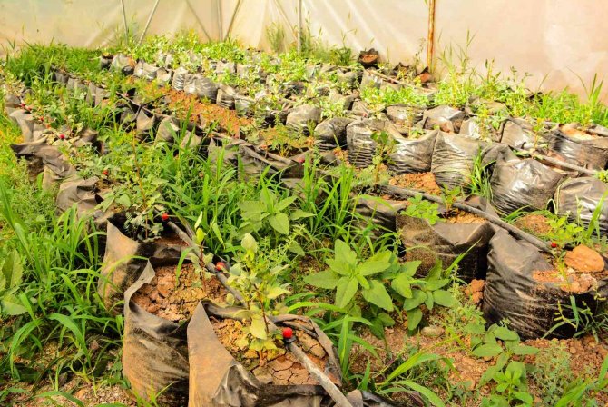 Meslek lisesinde uygulamalı tarım eğitimi