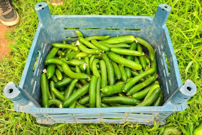 Meslek lisesinde uygulamalı tarım eğitimi