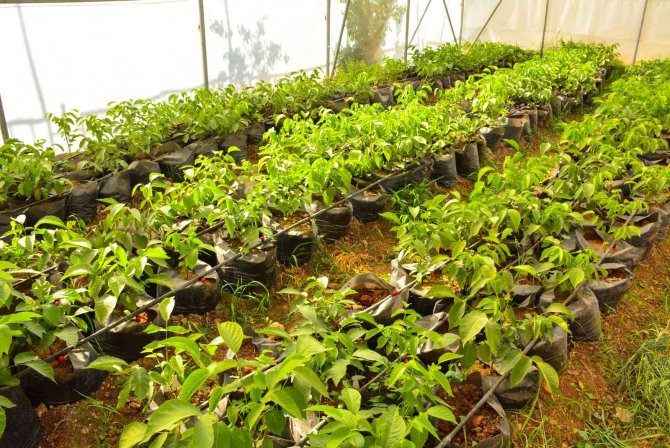 Meslek lisesinde uygulamalı tarım eğitimi