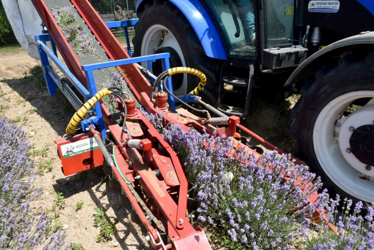 Mor tarlalarda hasat zamanı