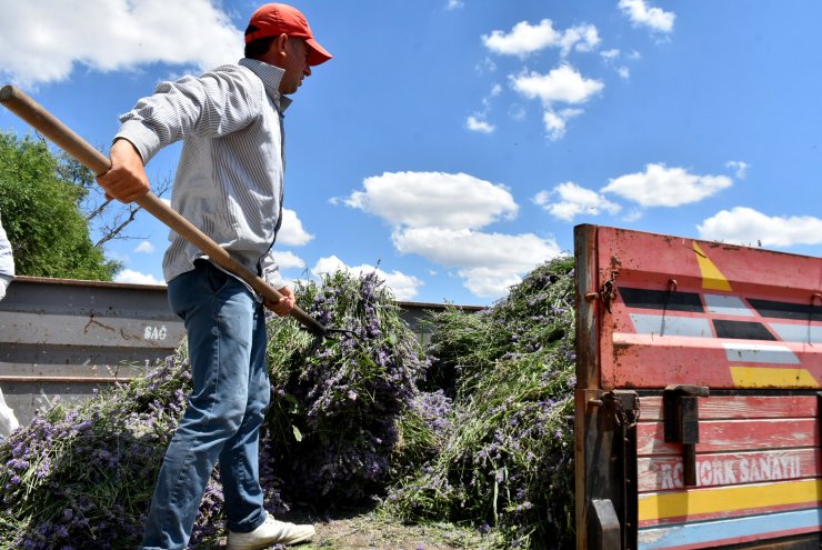 Mor tarlalarda hasat zamanı