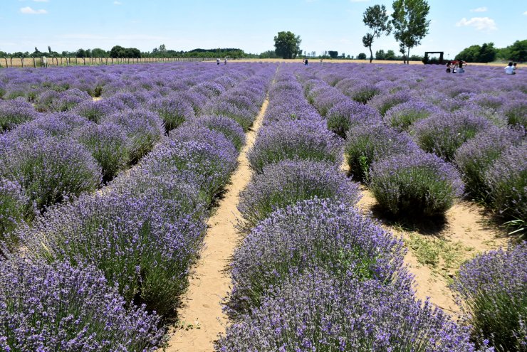 Mor tarlalarda hasat zamanı