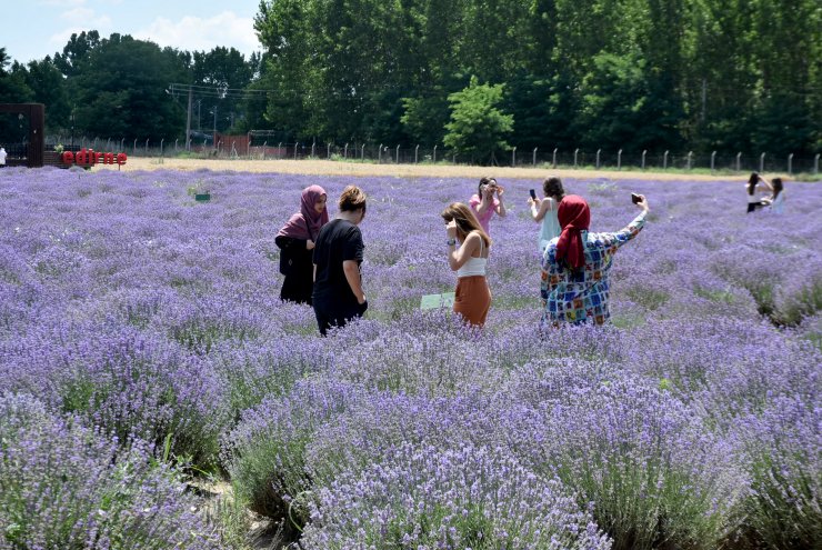 Mor tarlalarda hasat zamanı