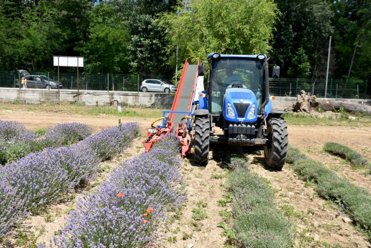 Mor tarlalarda hasat zamanı
