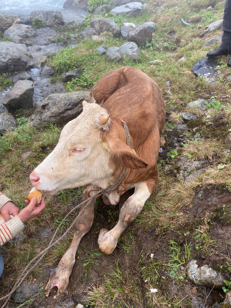 Dereye düşen inek kurtarıldı, yakılan ateşle ısıtıldı