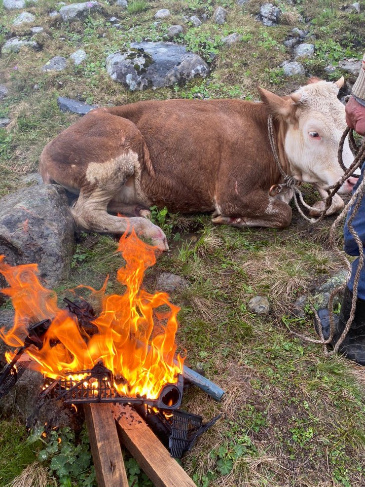 Dereye düşen inek kurtarıldı, yakılan ateşle ısıtıldı