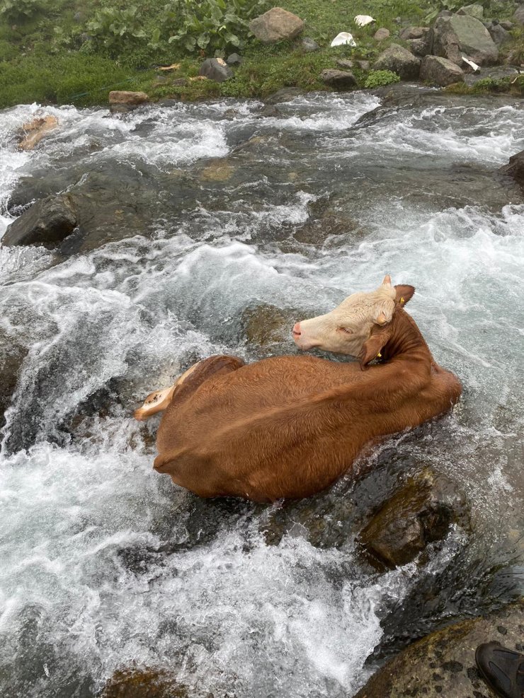 Dereye düşen inek kurtarıldı, yakılan ateşle ısıtıldı