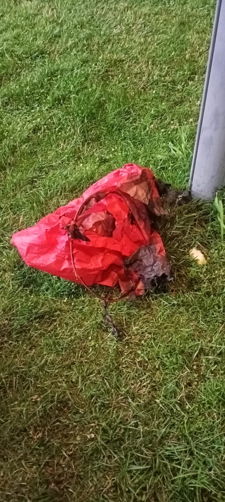 Dilek feneri palmiye ağacını yaktı 