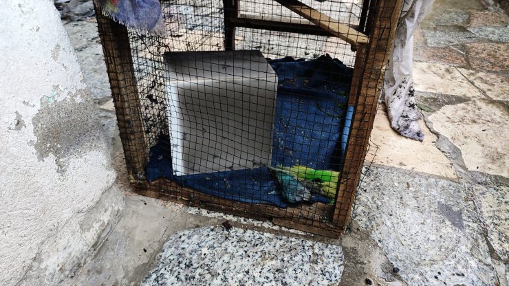 Evdeki yangında kafesteki muhabbet kuşları öldü