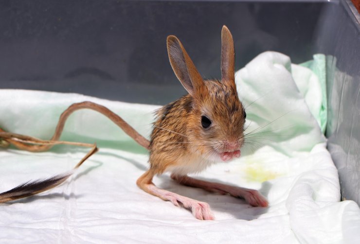 Kırmızı listedeki Arap tavşanları özel bakımda