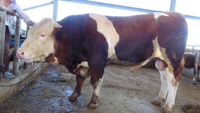 Kral’ tosun alıcısını bekliyor