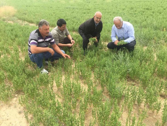 Kulu’da bu yıl mercimek, nohut ve kimyonda yüksek rekolte bekleniyor