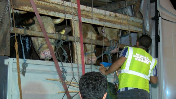 Kurbanlıkların istanbul'a girişi başladı 