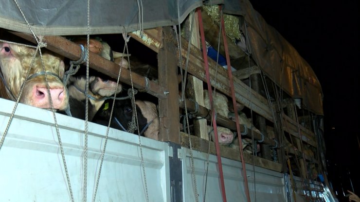 Kurbanlıkların istanbul'a girişi başladı