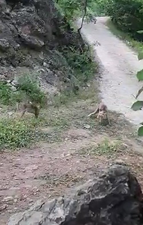 Tilki ve kedinin ekmek kavgası