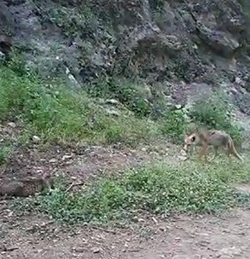 Tilki ve kedinin ekmek kavgası