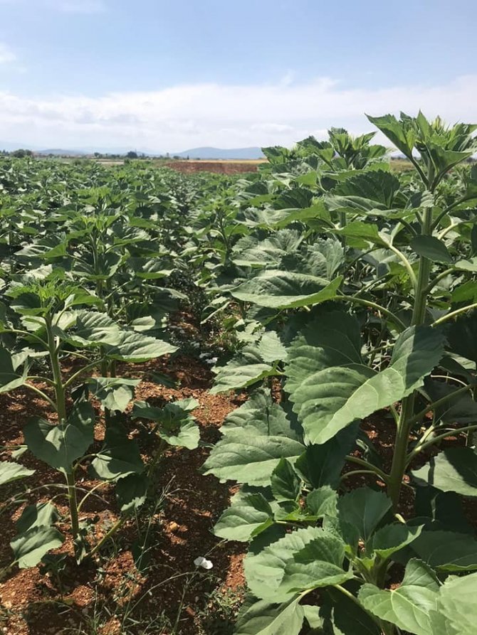 Beyşehir ve Hüyük’te yağlık ayçiçeği ekimi yapılan kıraç alanlarda inceleme