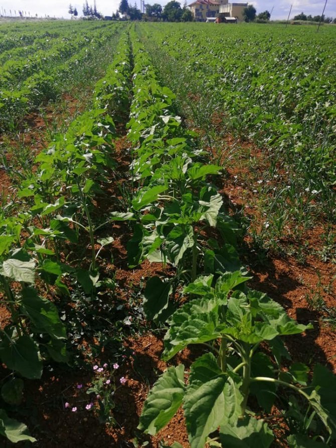 Beyşehir ve Hüyük’te yağlık ayçiçeği ekimi yapılan kıraç alanlarda inceleme