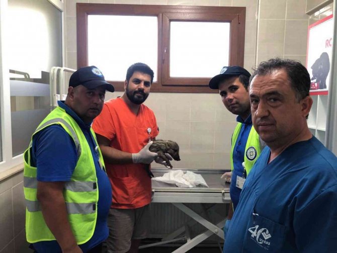 Marmaris'te “4 bin 208 hektar alan zarar gördü”