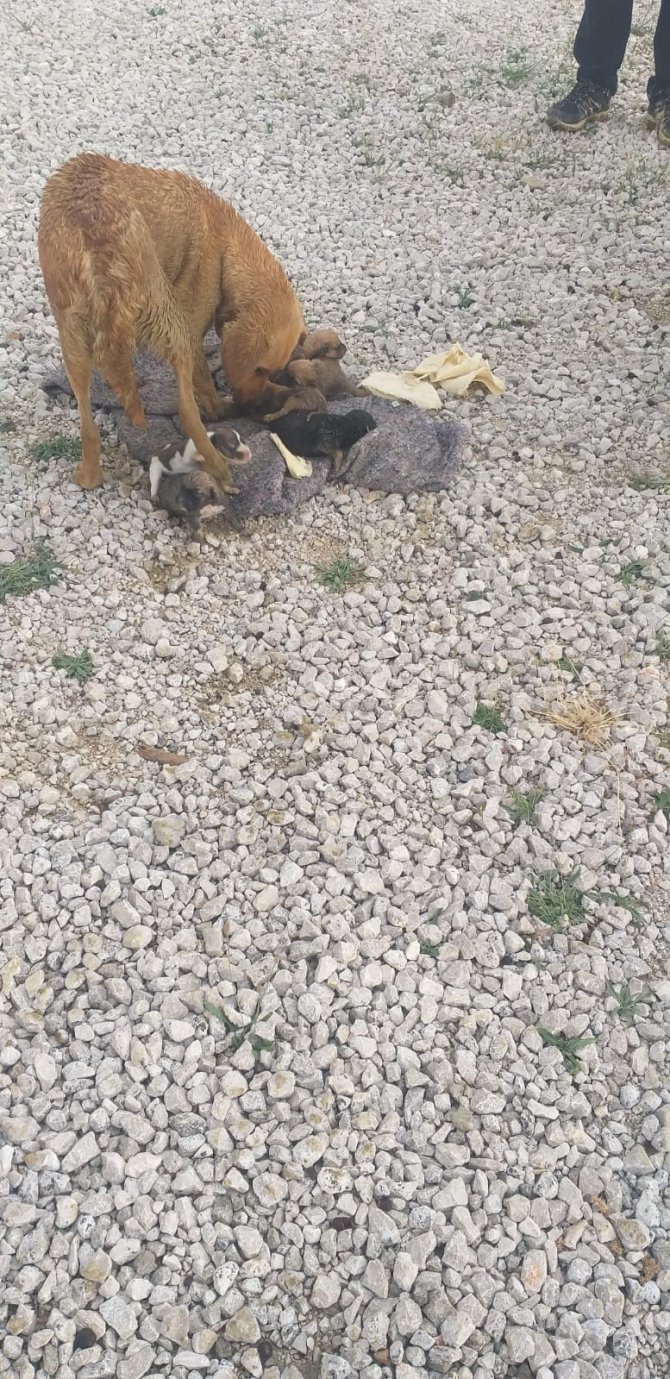 Yağmur suyu kanalında mahsur kalan köpek ve 6 yavrusu kurtarıldı