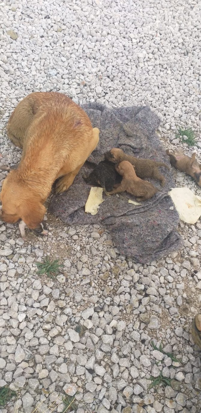 Yağmur suyu kanalında mahsur kalan köpek ve 6 yavrusu kurtarıldı