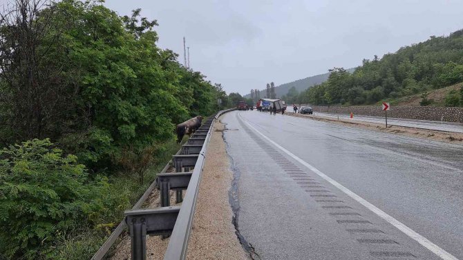 Kurban yüklü tır yoldan çıkarak devrildi