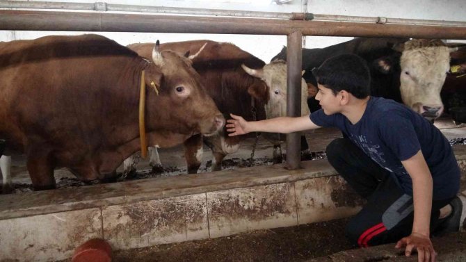 Kurbanlık sevkiyatı başladı