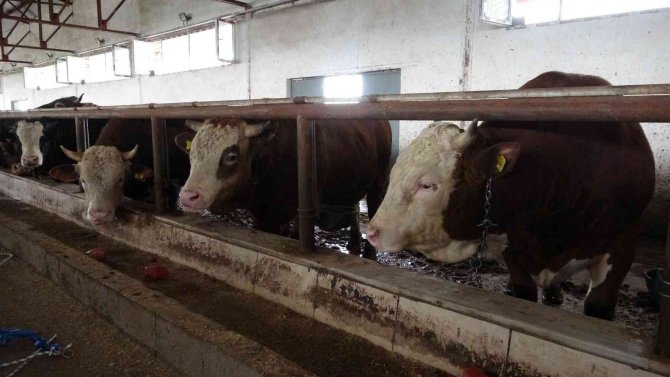 Kurbanlık sevkiyatı başladı