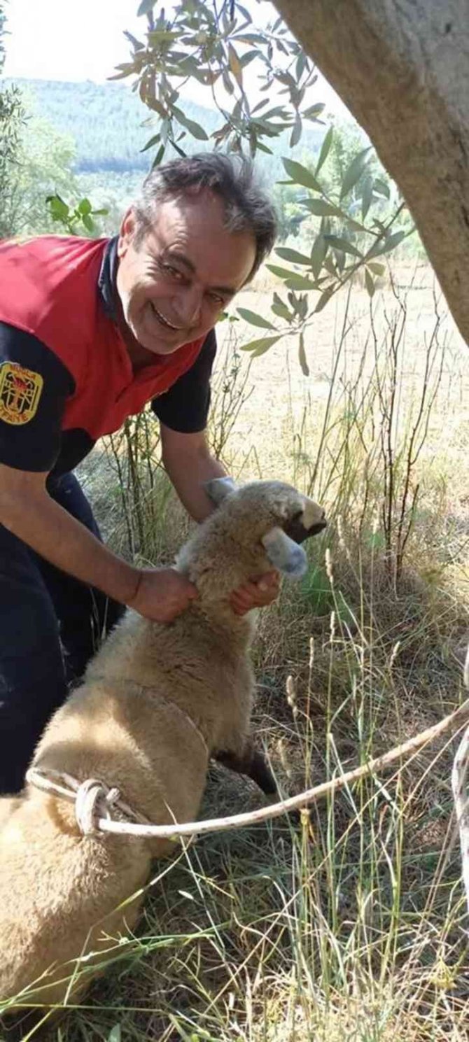 Kuyuya düşen Kuzu’yu itfaiye kurtardı