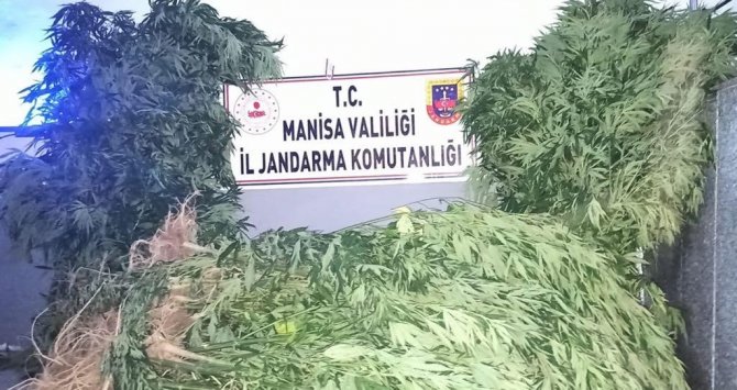 Ormanlık alanda 167 kök kenevir ele geçirildi