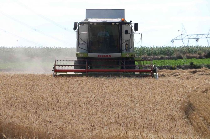 Stratejik konuma sahip buğdayda hasat dönemi