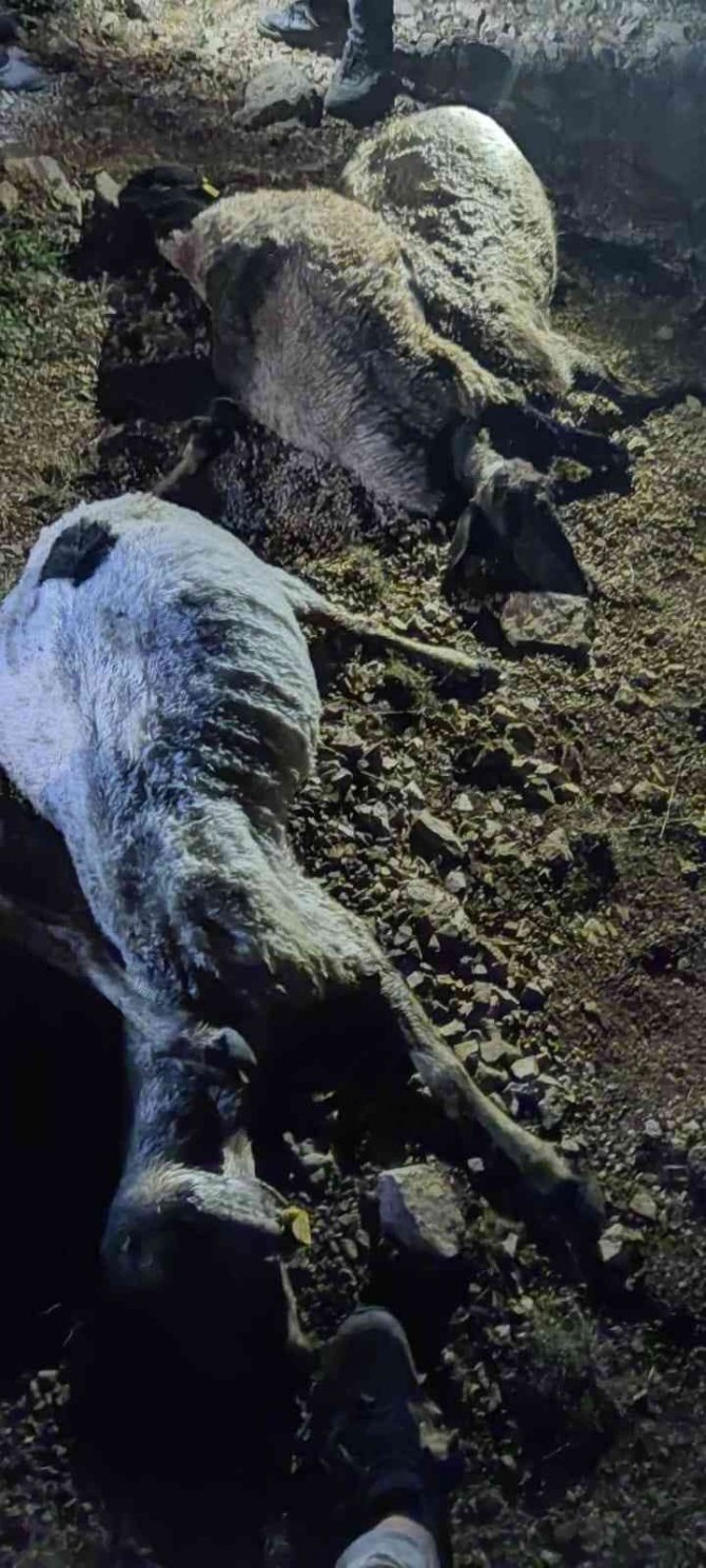 Yıldırım düştü çoban yaralandı, 63 koyun telef oldu