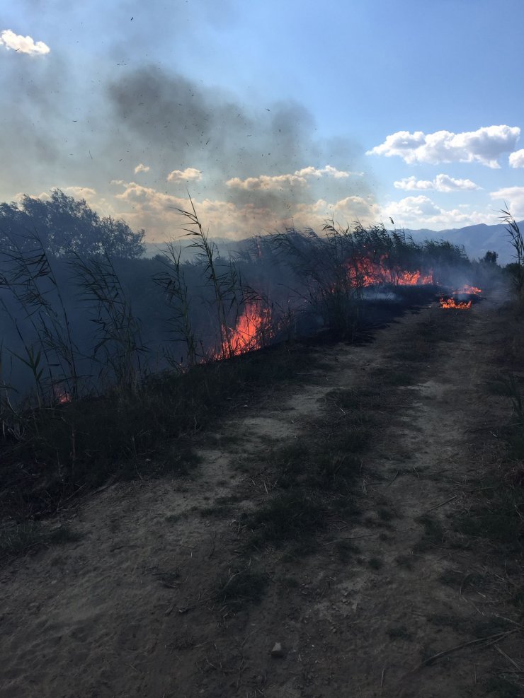 Alevlerin ortasında kalan 3 yavru köpekten 1’i öldü