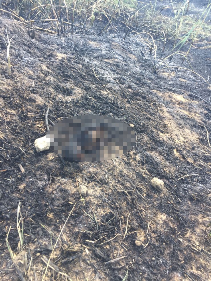 Alevlerin ortasında kalan 3 yavru köpekten 1’i öldü