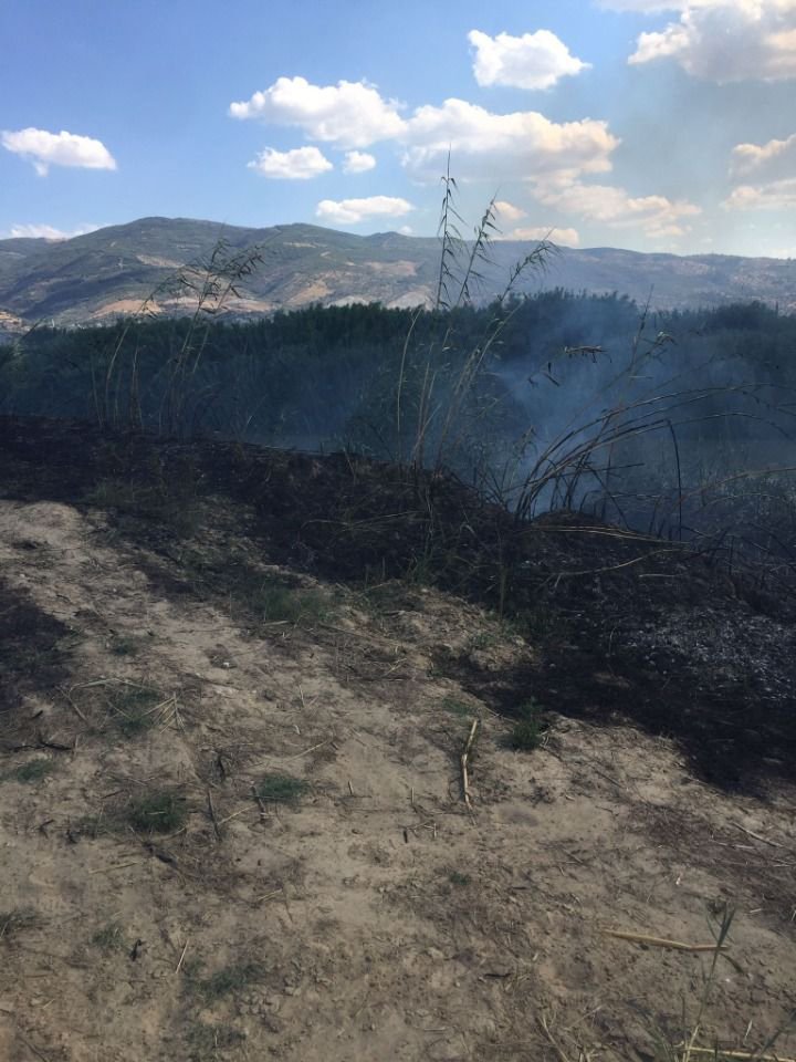 Alevlerin ortasında kalan 3 yavru köpekten 1’i öldü