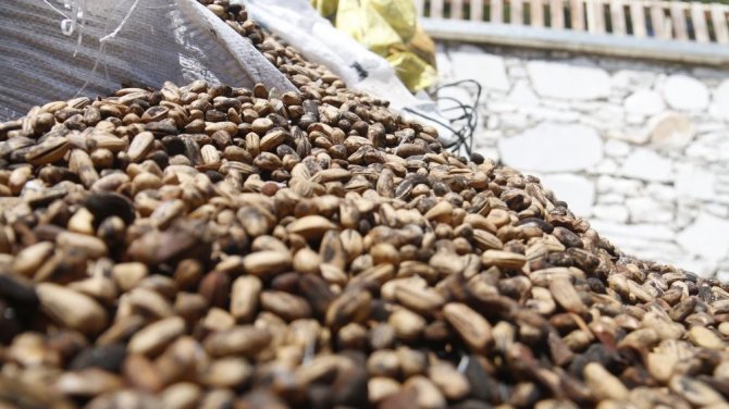 Çam ağaçlarından adeta dolar yağdı