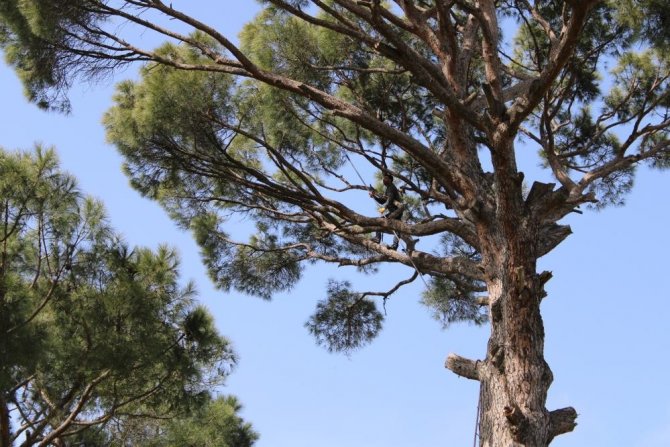 Çam ağaçlarından adeta dolar yağdı