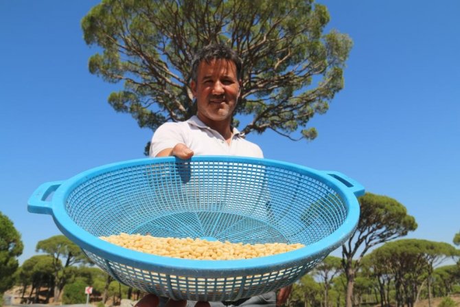 Çam ağaçlarından adeta dolar yağdı