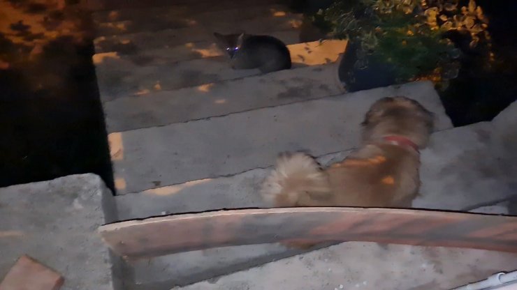 Demir parmaklıklara sıkışan köpeği itfaiye kurtardı