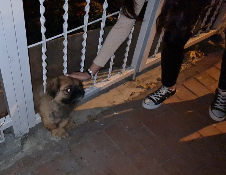 Demir parmaklıklara sıkışan köpeği itfaiye kurtardı