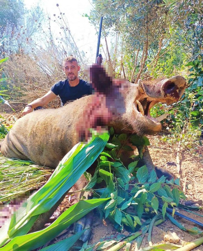 Dev domuz, avcılar tarafından vuruldu