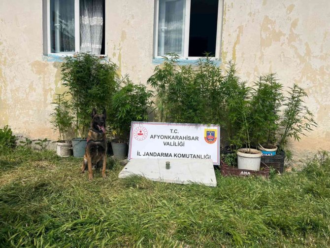 Köy evlerine uyuşturucu baskını